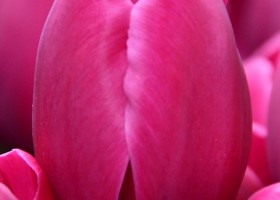 Tulipa Panama ® (3)